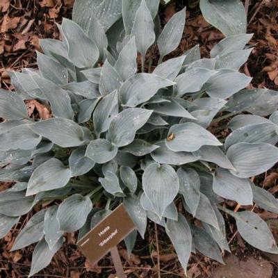 Hosta 'Silberpfeil'